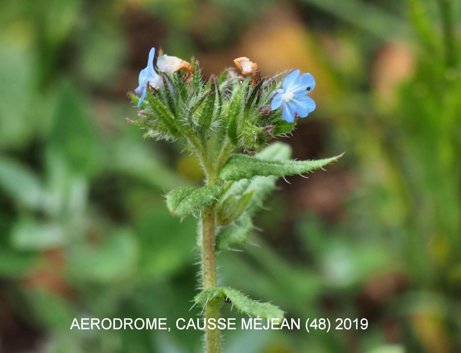 Bugloss, Field